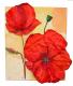 Mohnblume Mohnblume