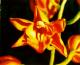 Orchidee in Acryl - Michael Fritzsche - Acryl auf  - Sonstiges - 