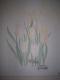 white Tulip -  Gabi - Acryl auf Leinwand - Sonstiges - 