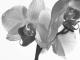 Orchidee 01 -  C.Hillinger -  auf  - Sonstiges - 