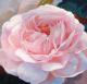 Rose Heritage - ingrid wenz-gahler - Acryl auf Leinwand - Blumen-Rosen - Fotorealismus