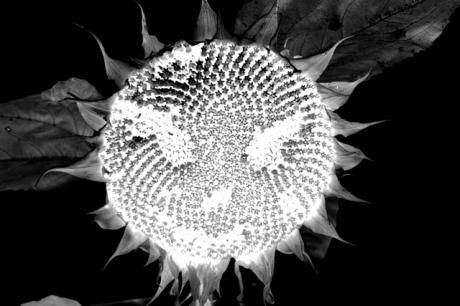 Sonnenblume als Alien -  R.Lechner -  auf  - Array - 