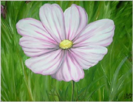 Cosmea -  Shyleen - Array auf Array - Array - 