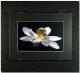 Magic Black - Lotus