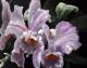 Orchidee