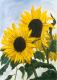 Sonnenblumen -Susanne-Vera Hucke- - Susanne-Vera Hucke -  auf Papier - Blumen-Sonnenblumen - 