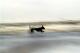 Surfer Dog (2004) Robert KÃ¼ppers - Robert KÃ¼ppers -  auf  - Sonstiges - 