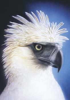 Affenadler - Carl W. Röhrig - Carl W. Röhrig -  auf  - Array - 