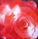 Rose im Sonnenlicht - ingrid wenz-gahler - Acryl auf Leinwand - Blumen-Rosen - Realismus