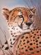 Gepard - Jacqueline Scheib - Pastell auf Papier - Raubkatzen - Fotorealismus