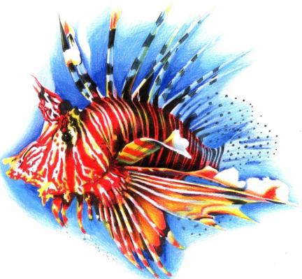 lionfish - Torsten Matthes - Array auf Array - Array - Array