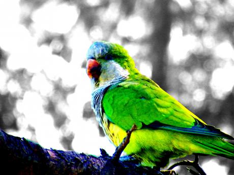 Bunter Vogel - Markus Lautenbacher -  auf  - Array - 