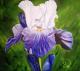 Iris Vive La France - Simone Wilhelms - Ãl auf Leinwand - Blumen-Stillleben - Naturalismus