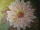Ich bin eine Blume - Karola Machnicka - Acryl auf Leinwand - Blumen - Realismus