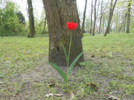 Frühling - Udo  Pütsch -  auf  - Array - 