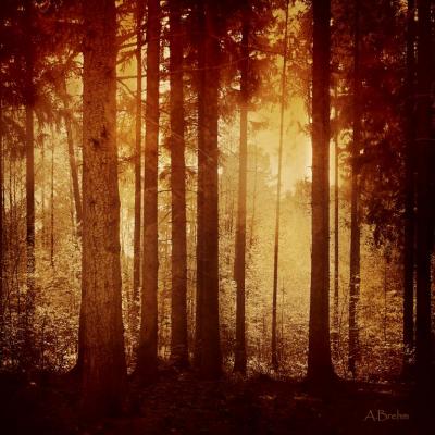 Stille im Wald - Anke Brehm - Array auf - Array - Stille im Wald - Anke Brehm - Array auf - Array -
