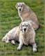 Golden Retriever 2 - Nicole Zeug - Zeichnung auf  - Hunde - 