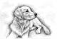 Golden Retriever - Nicole Zeug - Zeichnung auf  - Hunde - 