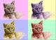 Kitten PopArt - Nicole Zeug - - auf  - Tiere - 