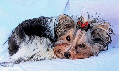 Biever Yorkshire Terrier1 - Gabriele Nedilka - Array auf  - Array - 