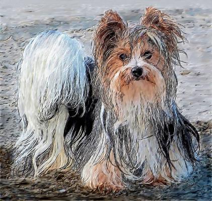 Biever Yorkshire Terrier 2 - Gabriele Nedilka - Array auf  - Array - 