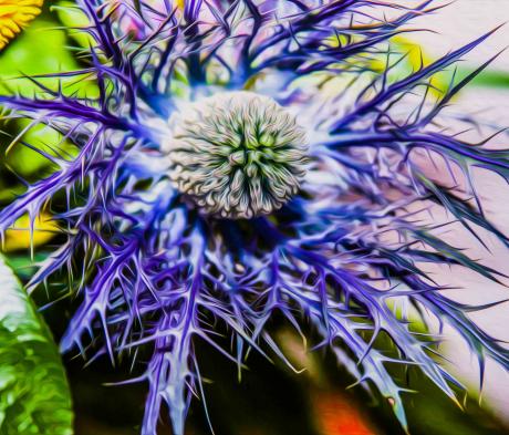 Blüte - Farbschatten Fotografie - Array auf  - Array - 