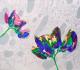 wicken - Sabine Kaufmann - Acryl auf Leinwand - Blumen - 